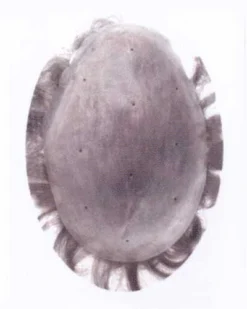 Conrad | Men's Hairpiece By Leading Man Toupee For Men